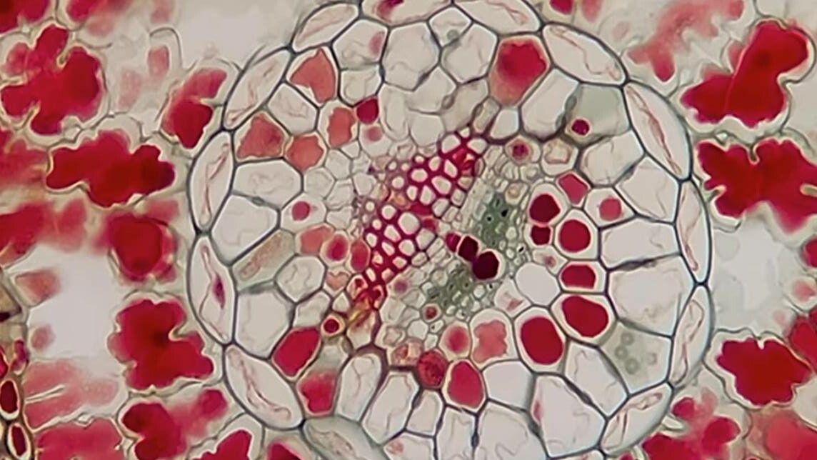 cellules-buzz4bio-communication